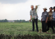Ganjar Pranowo Menyarankan Petani Bawang Brebes Go Organik