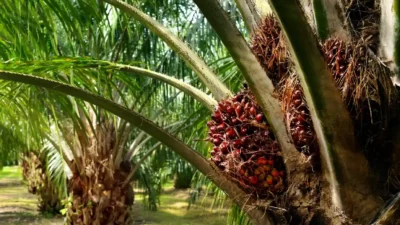 Pohon sawit matang di pohon, indahnya