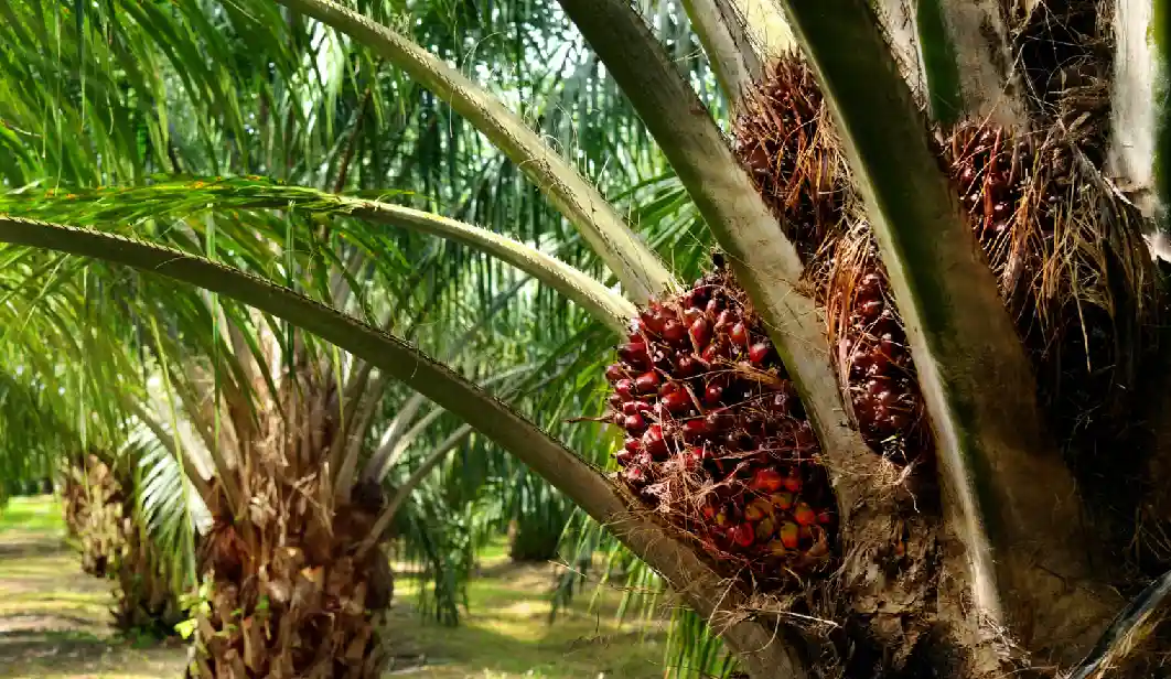 Pohon sawit matang di pohon, indahnya