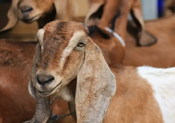 Jelang Hari Raya Idul Adha 2023, penjual hewan kurban bermunculan di wilayah Slawi