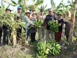 Kampung Pisang Desa Kedungneng, Brebes Dongkrak Pendapatan Petani