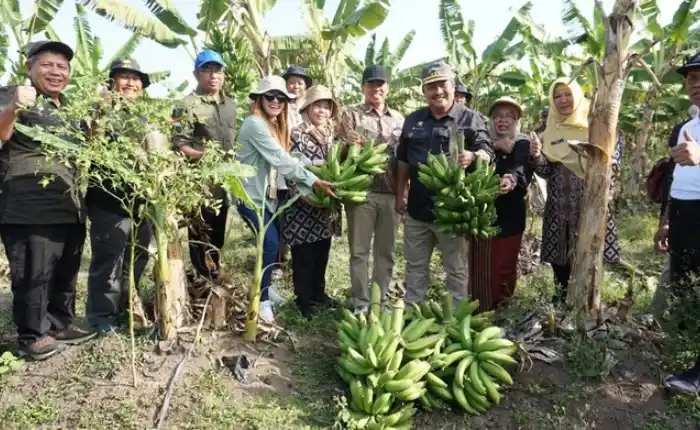 Kampung Pisang Desa Kedungneng, Losari Brebes