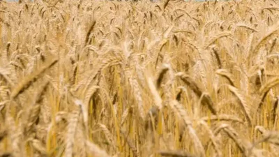 Ladang gandum yang amat subur