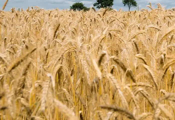 Ladang gandum yang amat subur