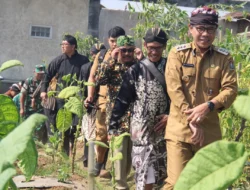 Petani Tembakau di Gunung Prau Gelar Wiwitan Panen Mbako