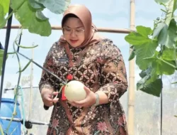 Wisata Petik Melon Premium di Sragen, Bupati Ajak Masyarakat Rasakan Serunya