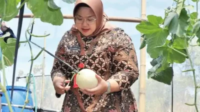 Wisata Petik Melon Premium di Sragen, Bupati Ajak Masyarakat Rasakan Serunya