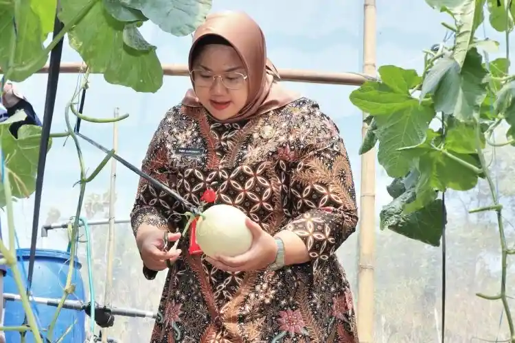 Wisata Petik Melon Premium di Sragen
