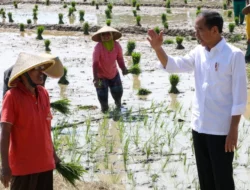 Jokowi Dorong Petani Tanam Padi di Musim Hujan, Janjikan Subsidi Pupuk dan KTP Cukup