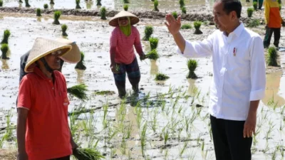 Jokowi Dorong Petani Tanam Padi di Musim Hujan