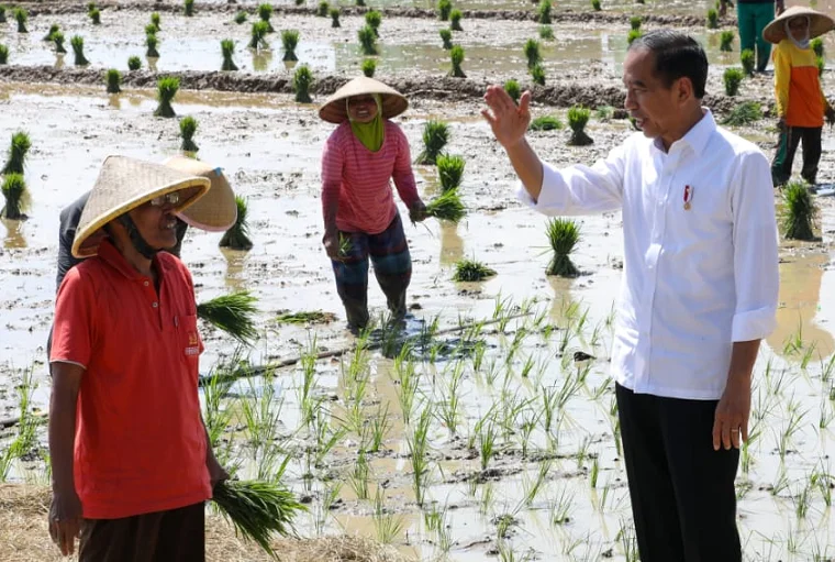 Jokowi Dorong Petani Tanam Padi di Musim Hujan